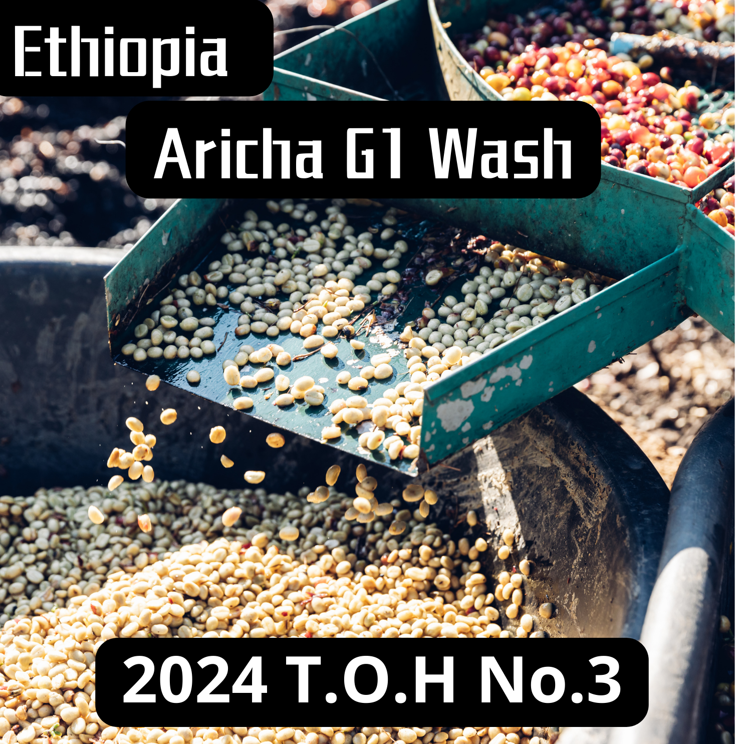Ethiopia 	Yirgacheffe TOH No.3 Aricha  Heirloom G1  Washed