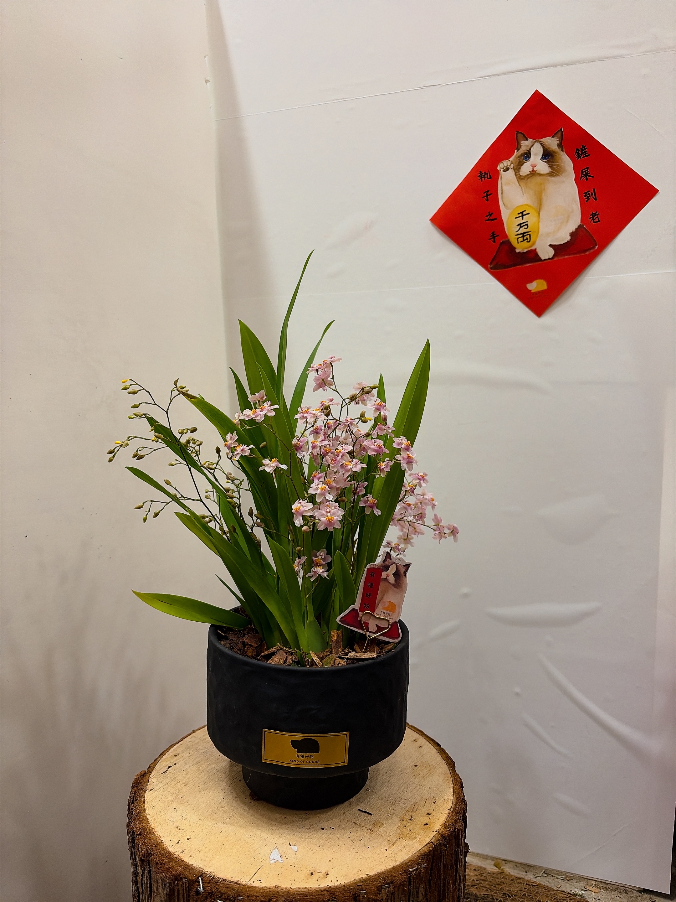 盆景文心蘭｜獨活藝術品 高檔禮品盆栽