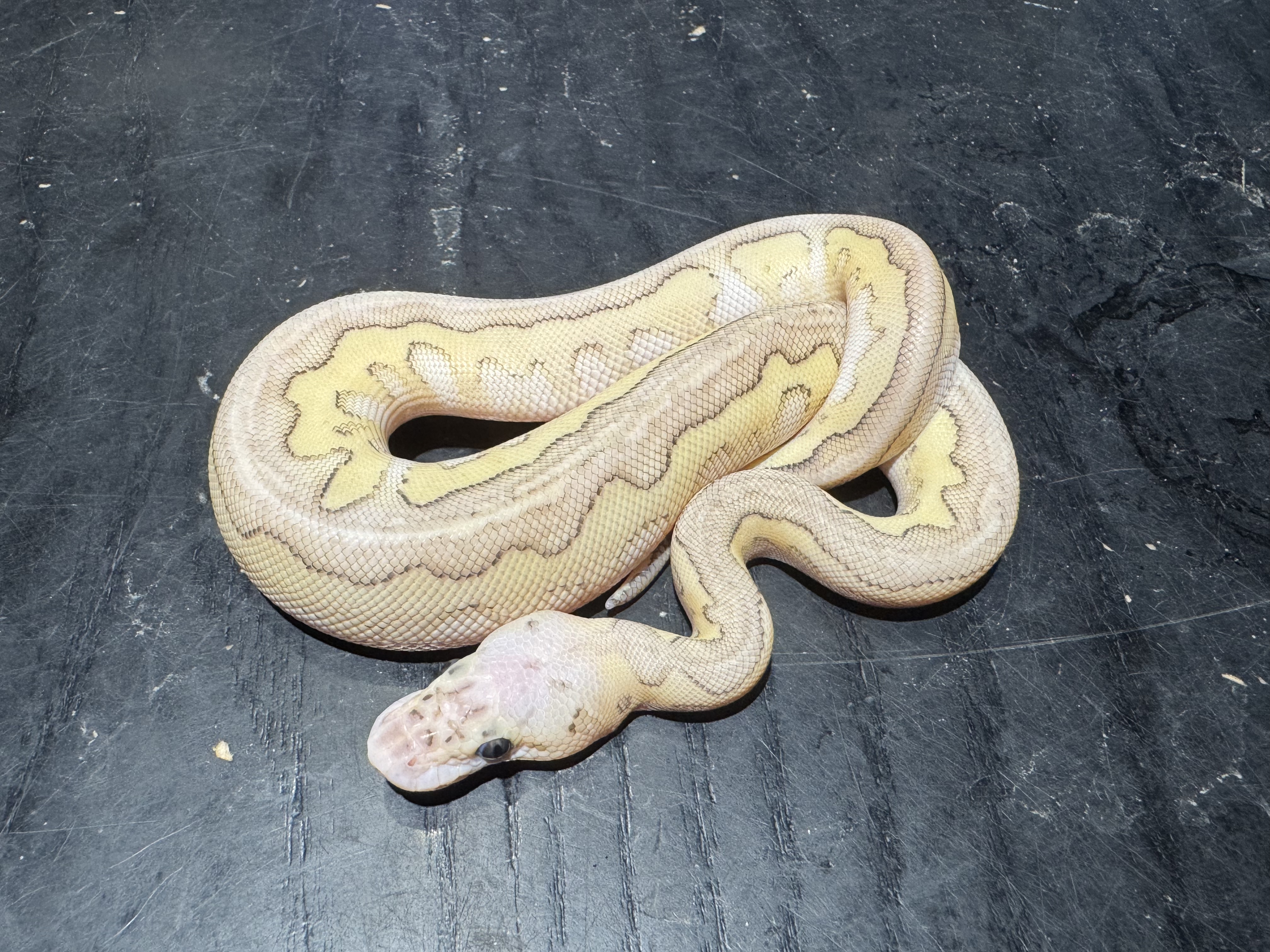 26 Pastel Butter Clown 1.0