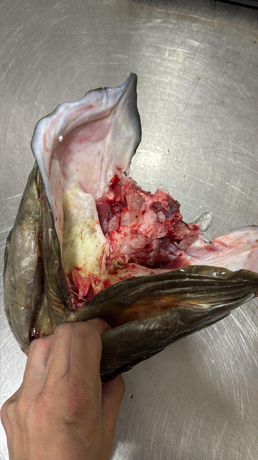 大龍躉魚頭（已斬件)