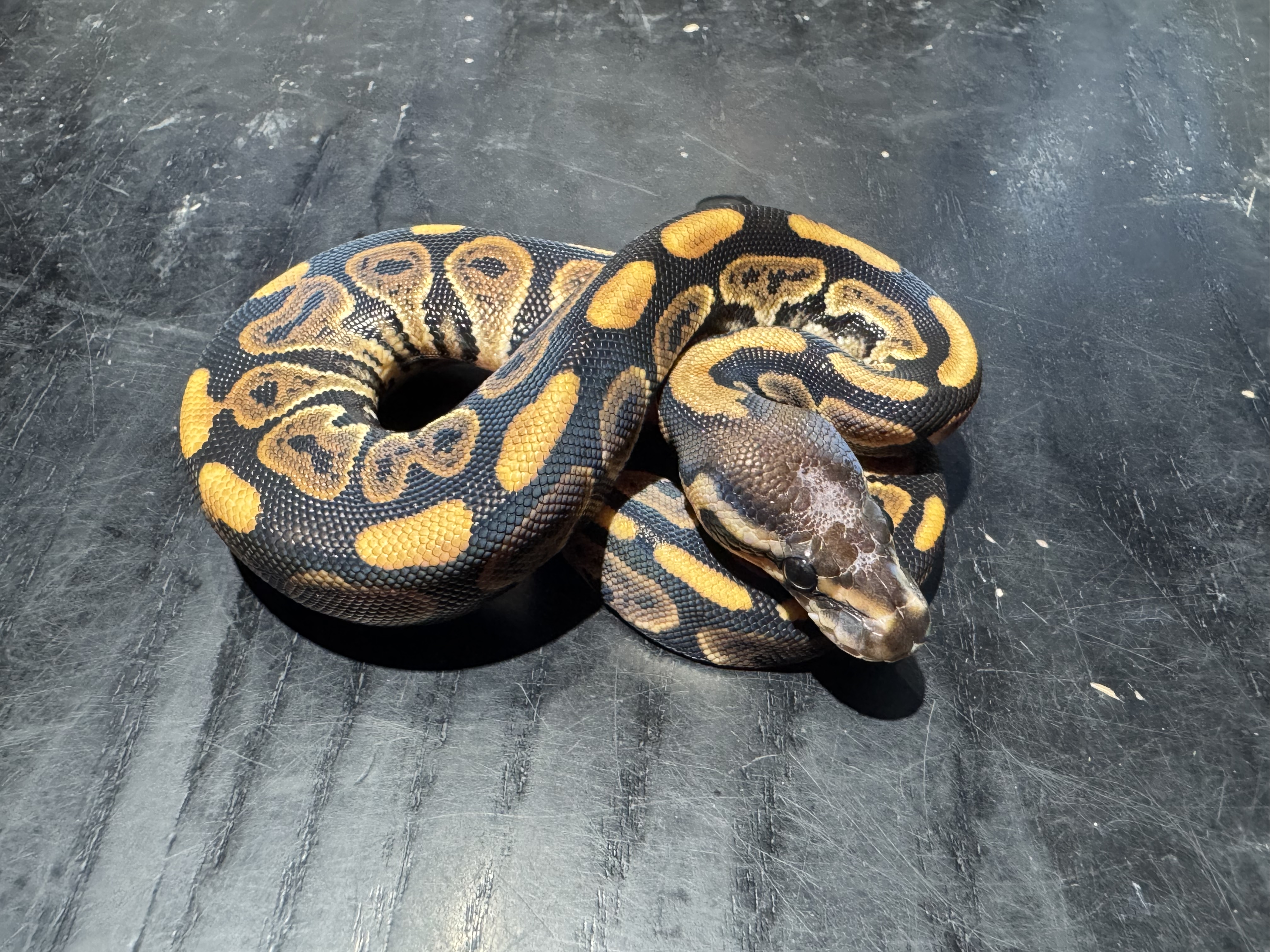 26 Black Pastel Scaleless Head 50% het Ghost 0.1
