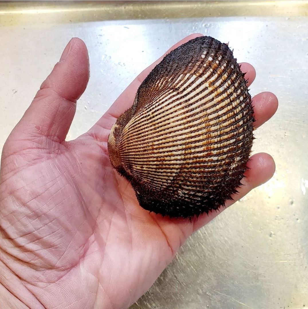 🇰🇷 韓國活赤貝 刺身級別🐚🍣🍶 需自行處理🔪