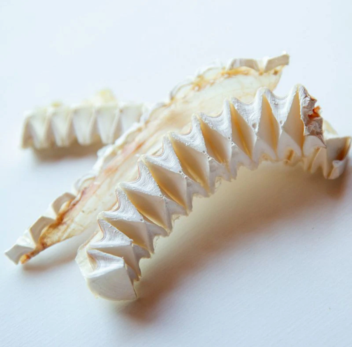 預購 ｜日本Umino Pet 鯊魚軟骨條