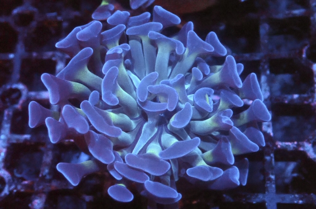 H15 雙色豬腰（開大約2.5吋）