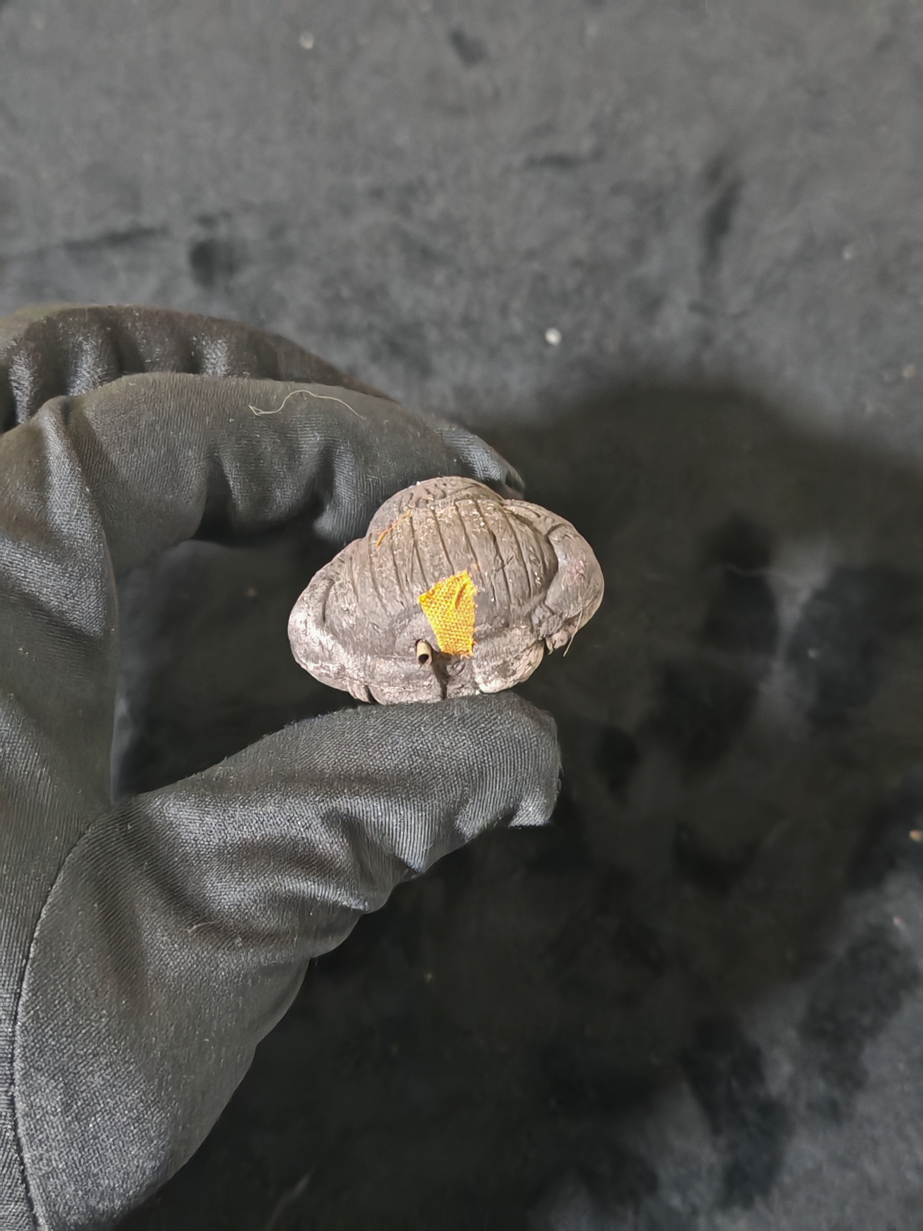 💫拉胡天神 2012年 （底部有加沙，符管）