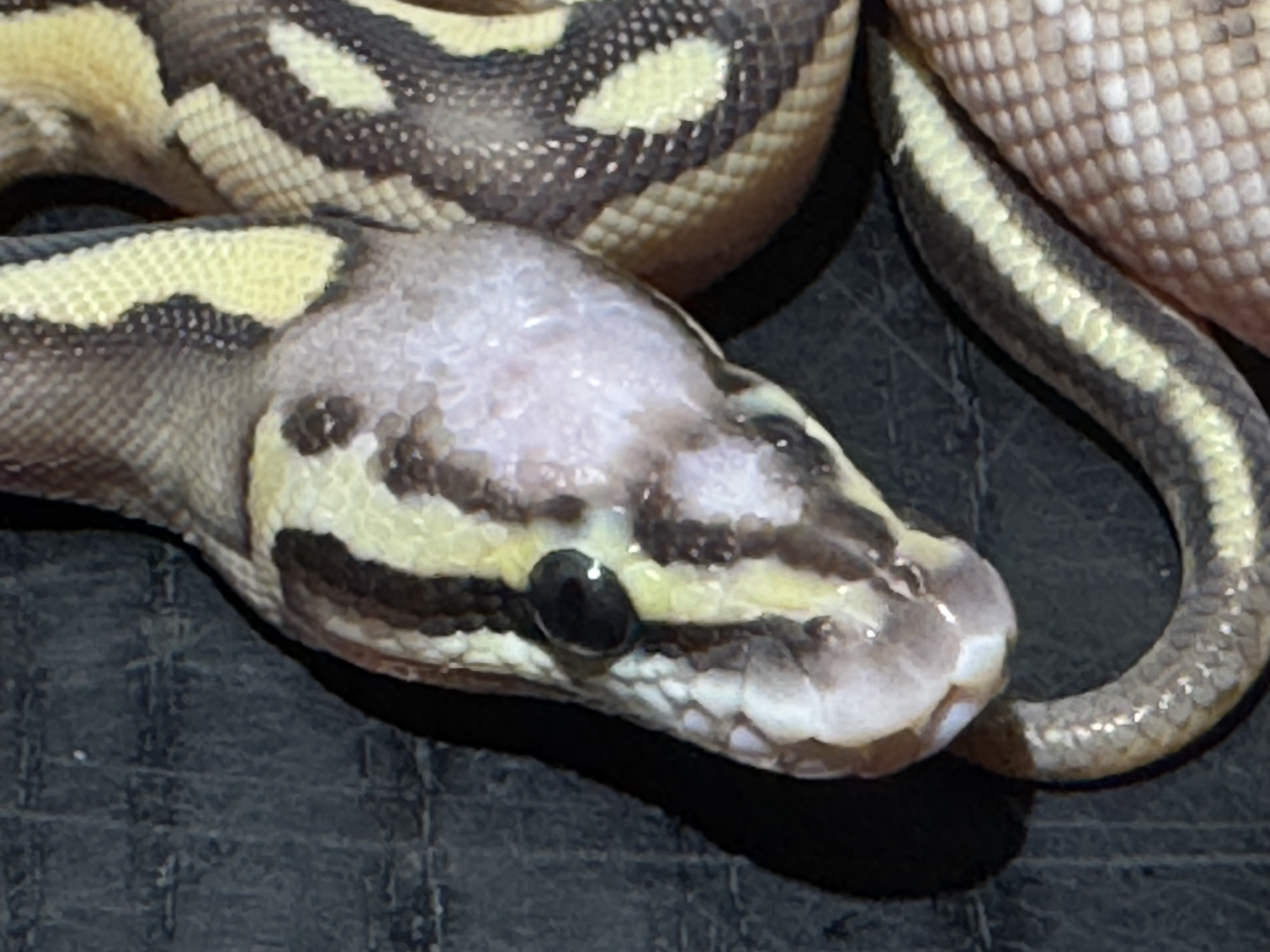 26 Pastel Lesser  Scaleless Head 1.0