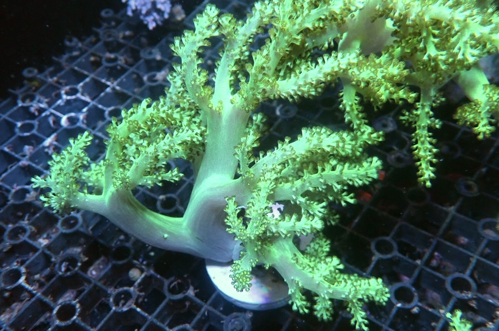 Tree 5 綠樹（開約4x4吋）