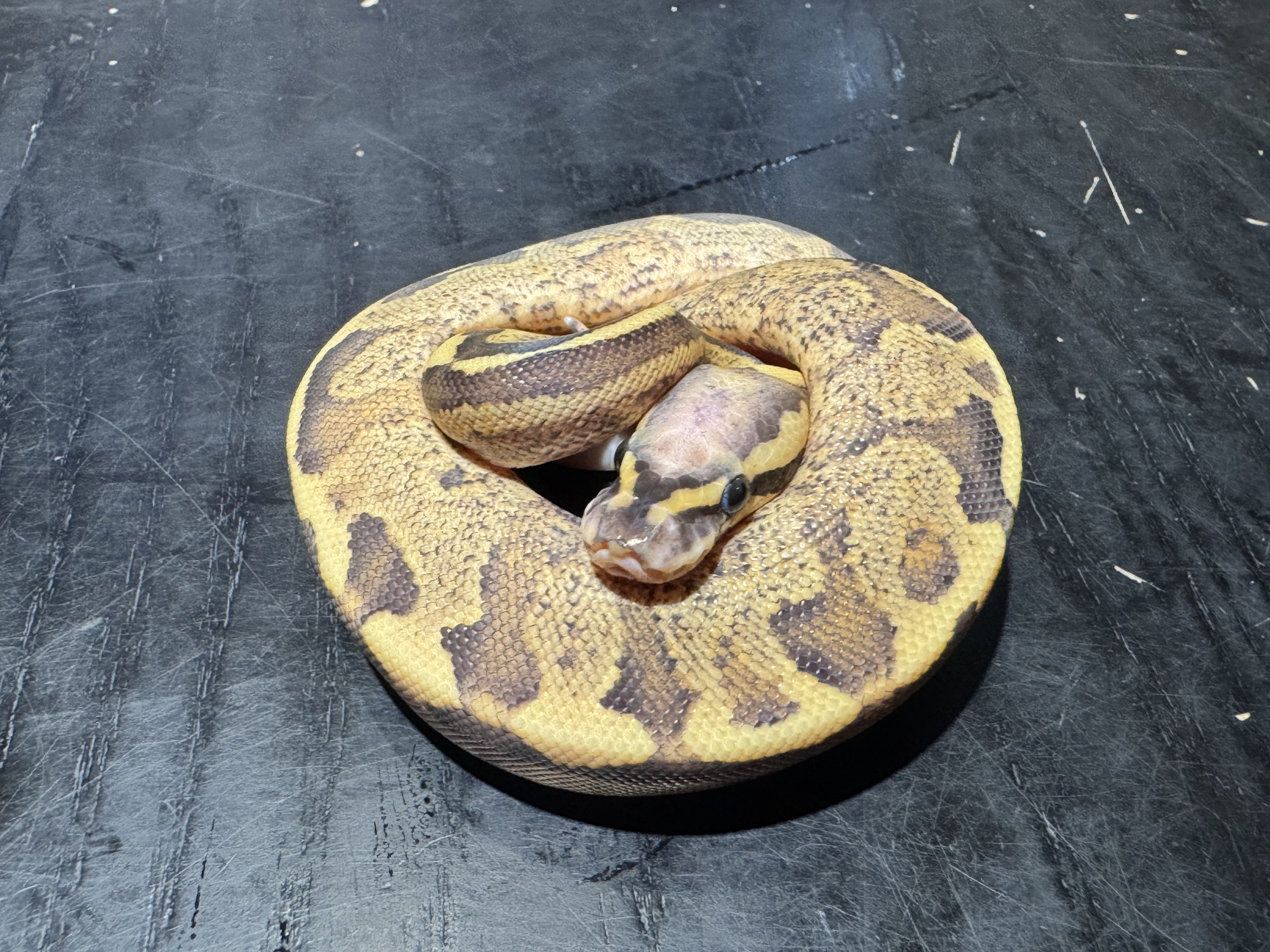 26 Vanilla Fire 1.0