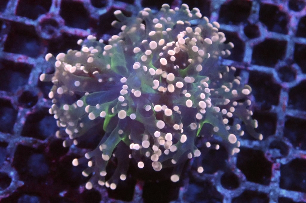 F8 啫喱（大約3吋）