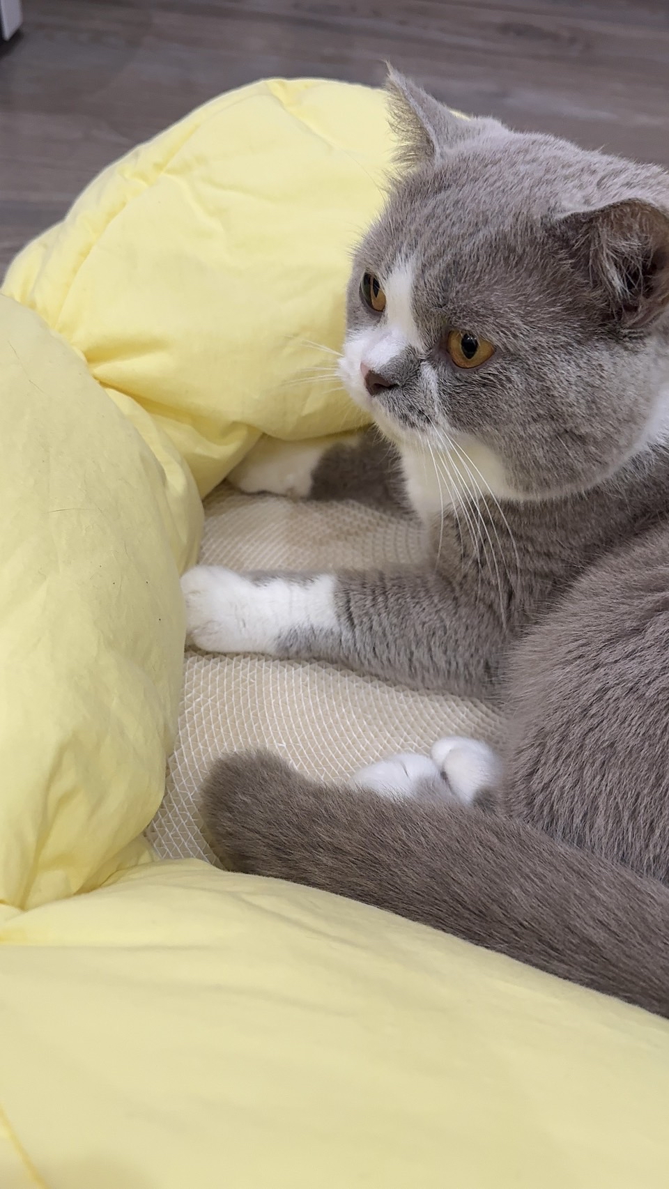 韓國🇰🇷Curvy Nest