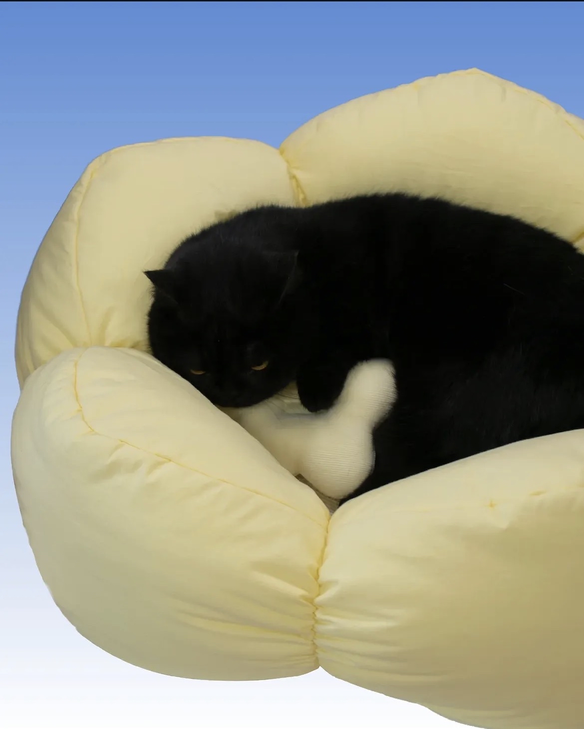 韓國🇰🇷Curvy Nest