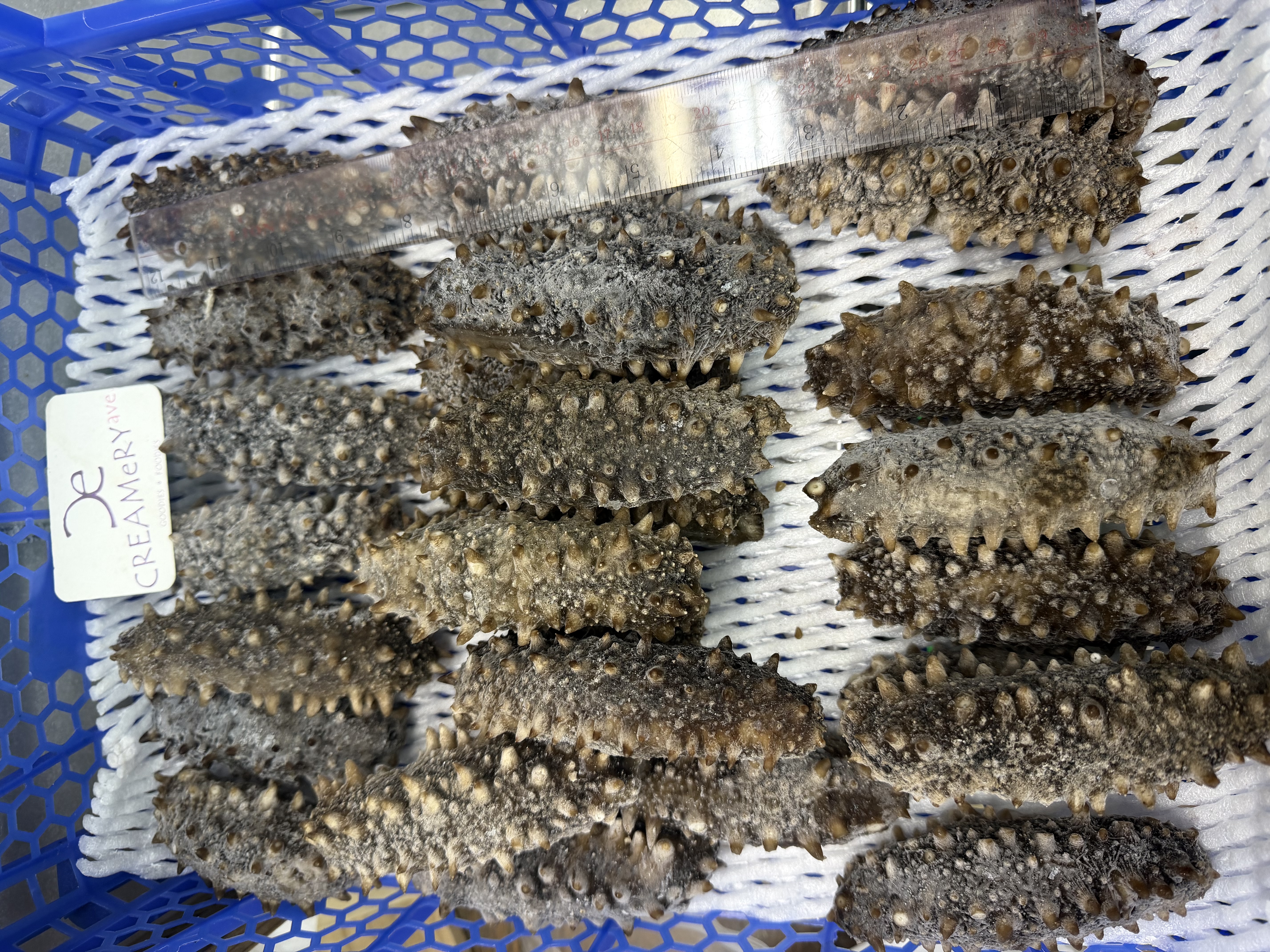 急凍關東遼參  （已浸發）4條-6條/包