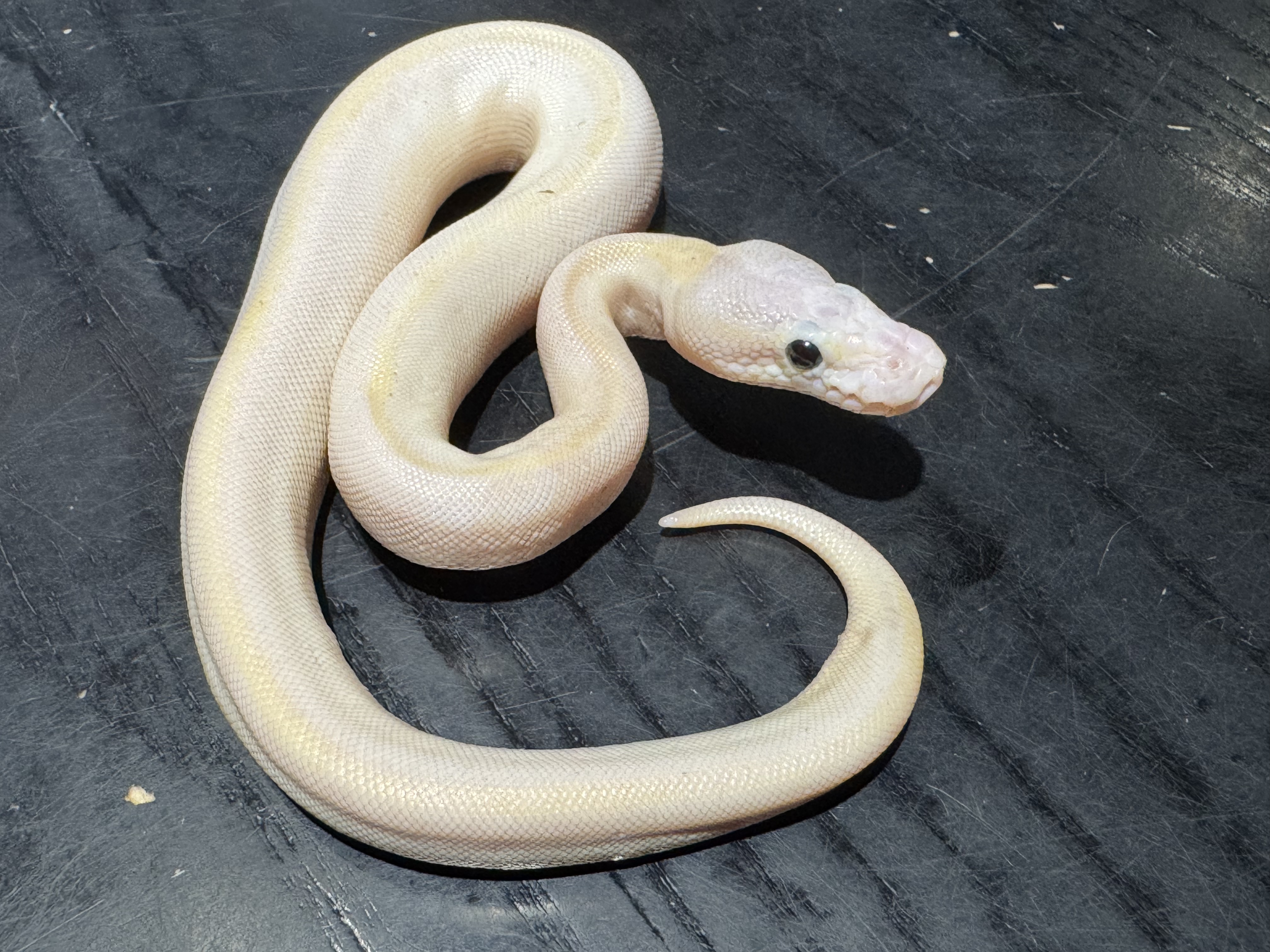 26 Pastel Ivory 0.1