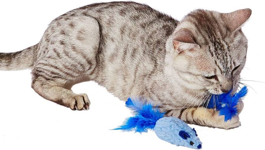 貓咪互動玩具：羽毛老鼠逗貓棒