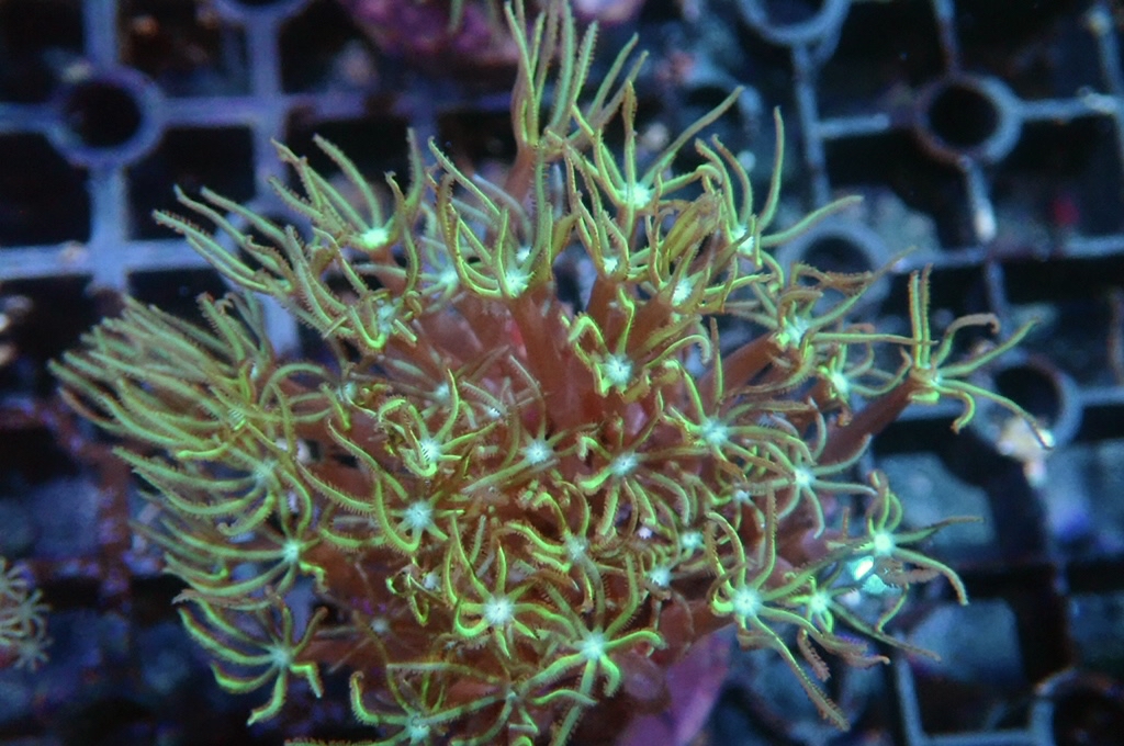 TH4 笙珊瑚 （開大約2.5吋）