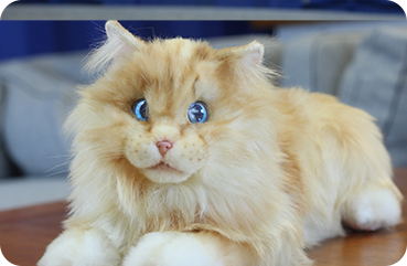 MetaCat