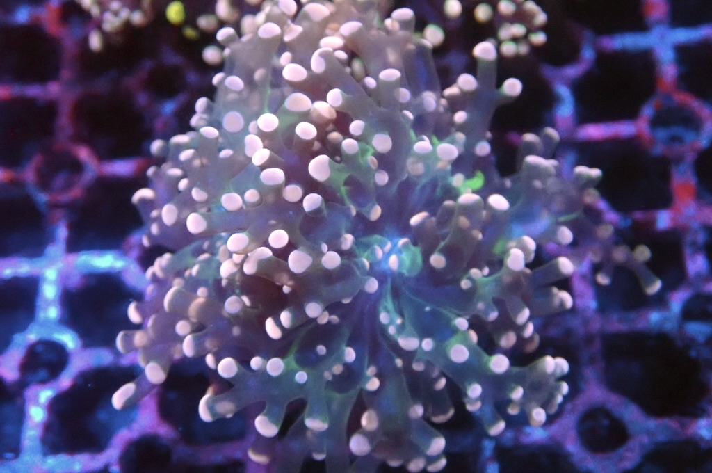 F8 啫喱（開大約2.5吋）