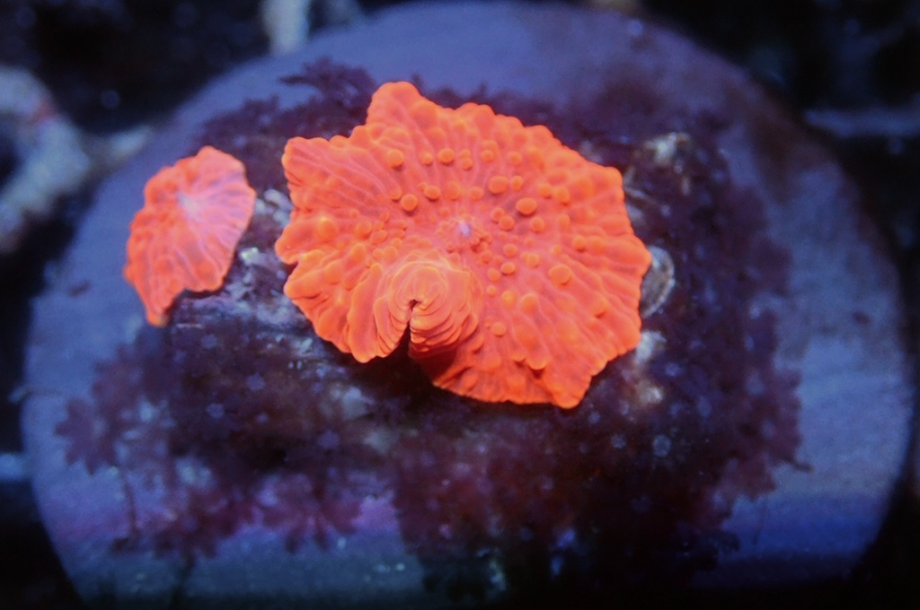 M19 菇（frag座3.5cm)