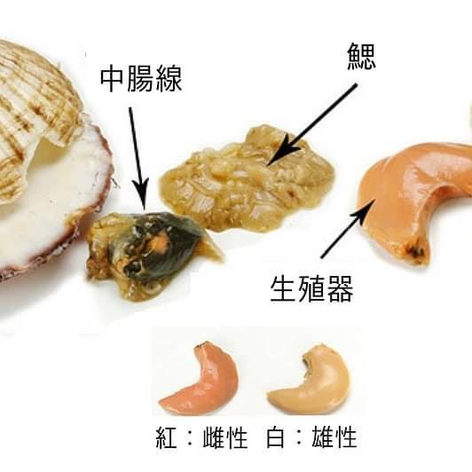 🇯🇵冰鮮日本野付區帆立貝 (即元貝/扇貝) 熟食用🐚🔥