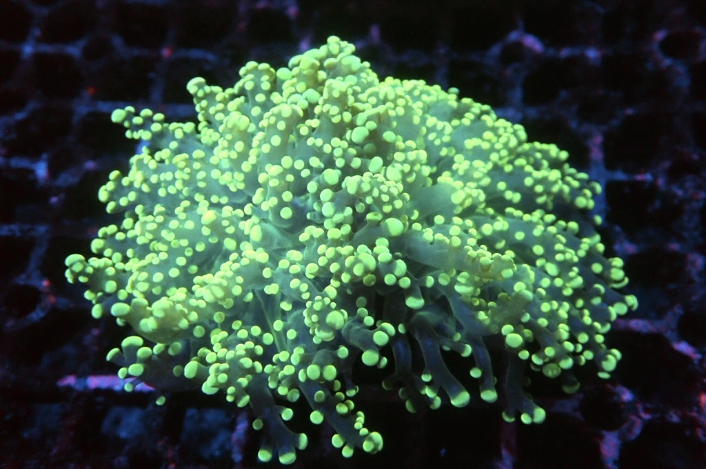 F20 啫喱（開大約3吋）