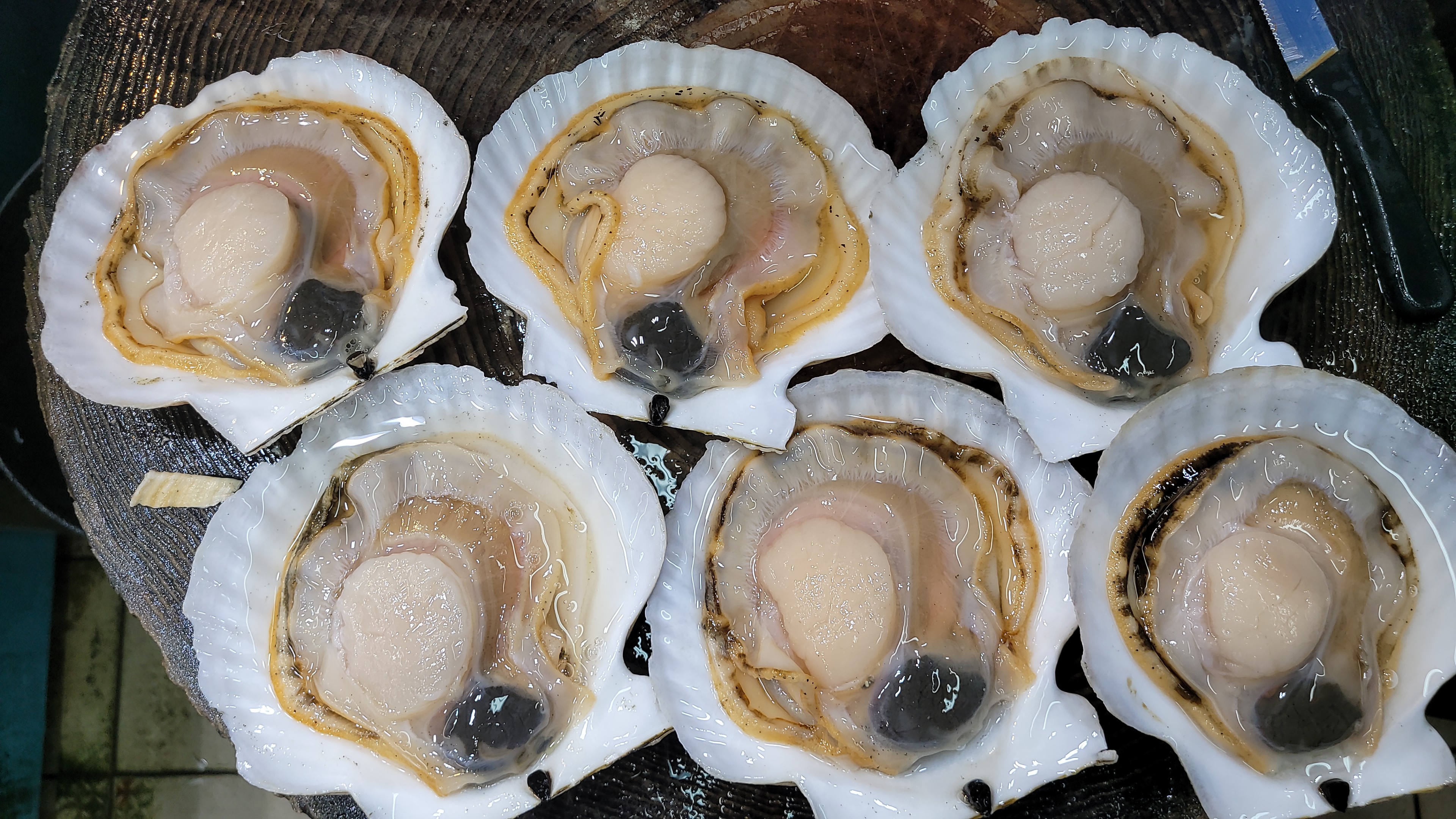 🇯🇵冰鮮日本野付區帆立貝 (即元貝/扇貝) 熟食用🐚🔥