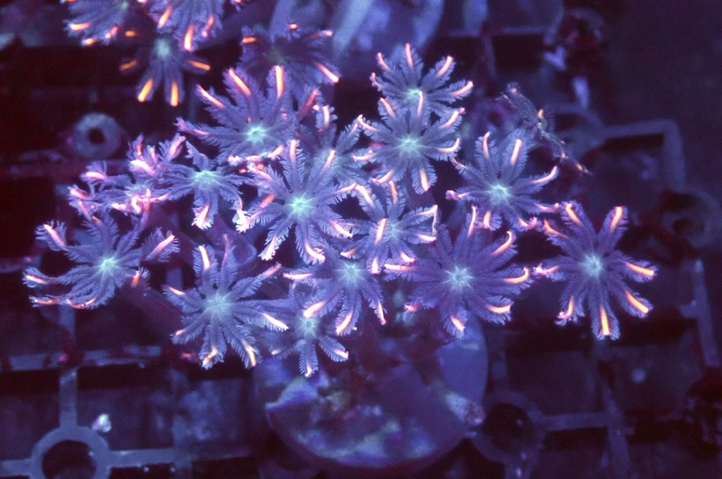 SF3 大手星花（開大約1.5吋）