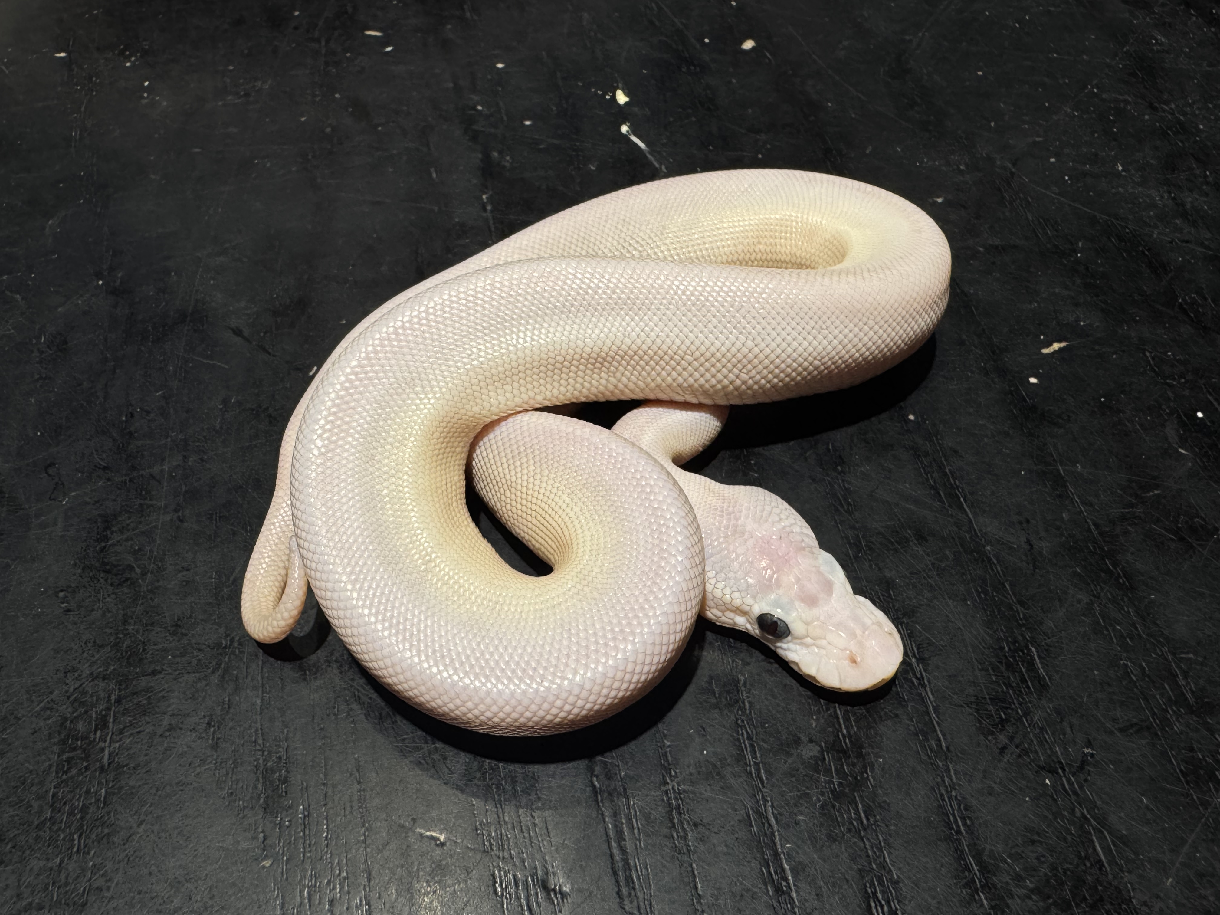 26 Blue Eyed Lucy 1.0