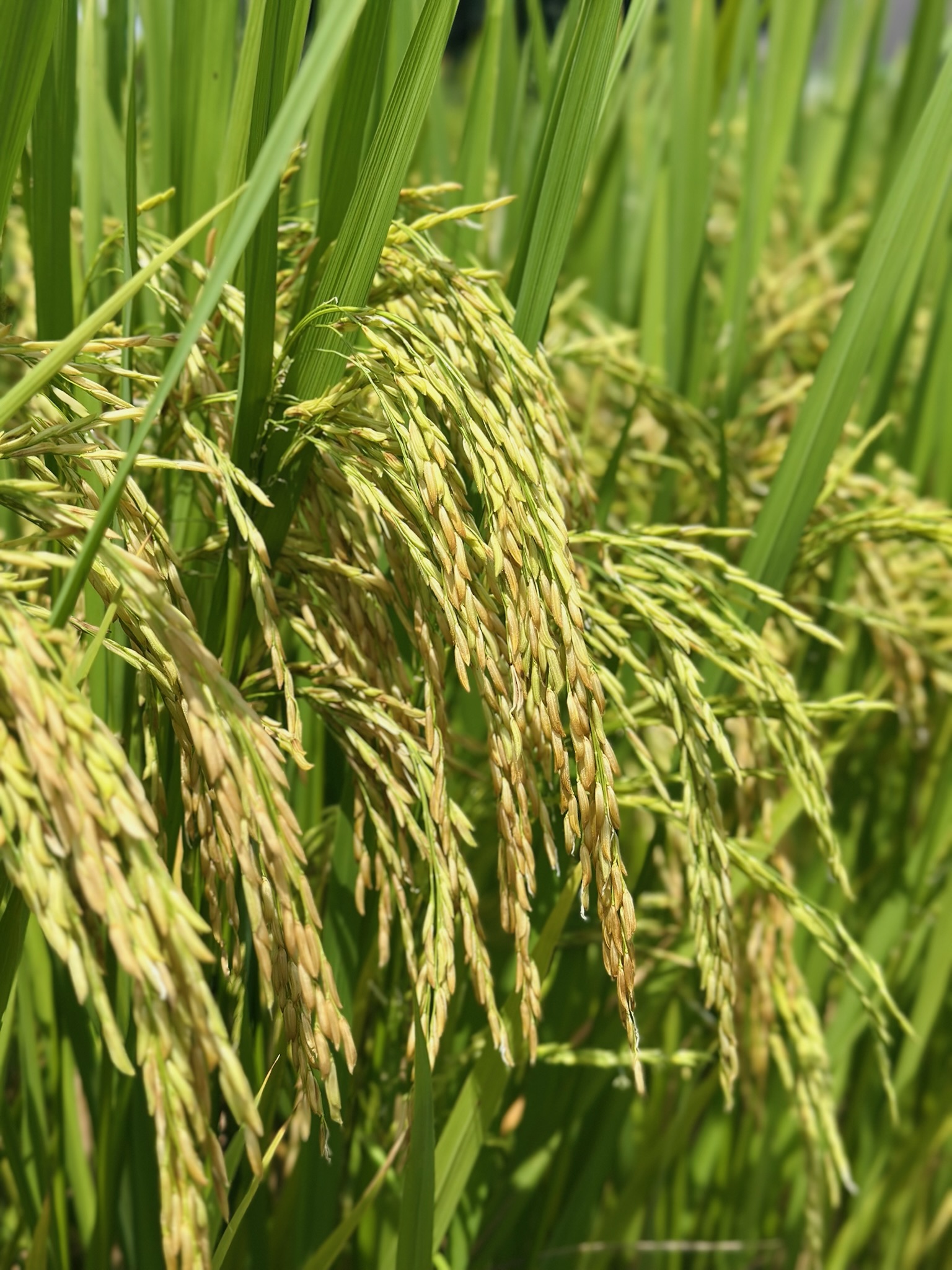 酵素大米皂 · Enzyme Rice Soap