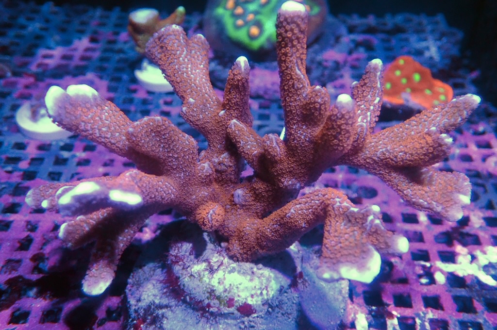 K18 原件紅花疊瓦  (大約4吋)