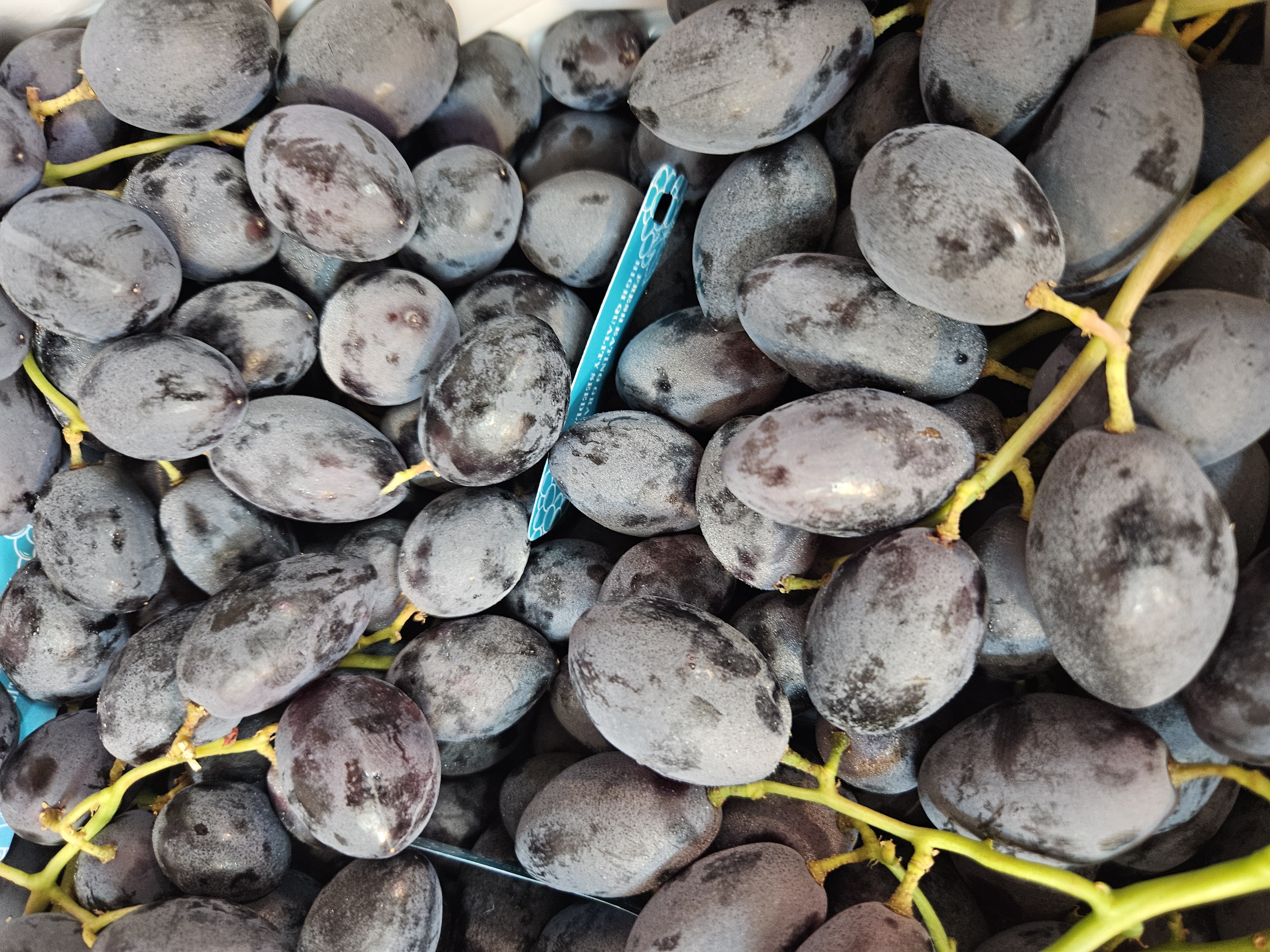 澳洲猫眼黑提子