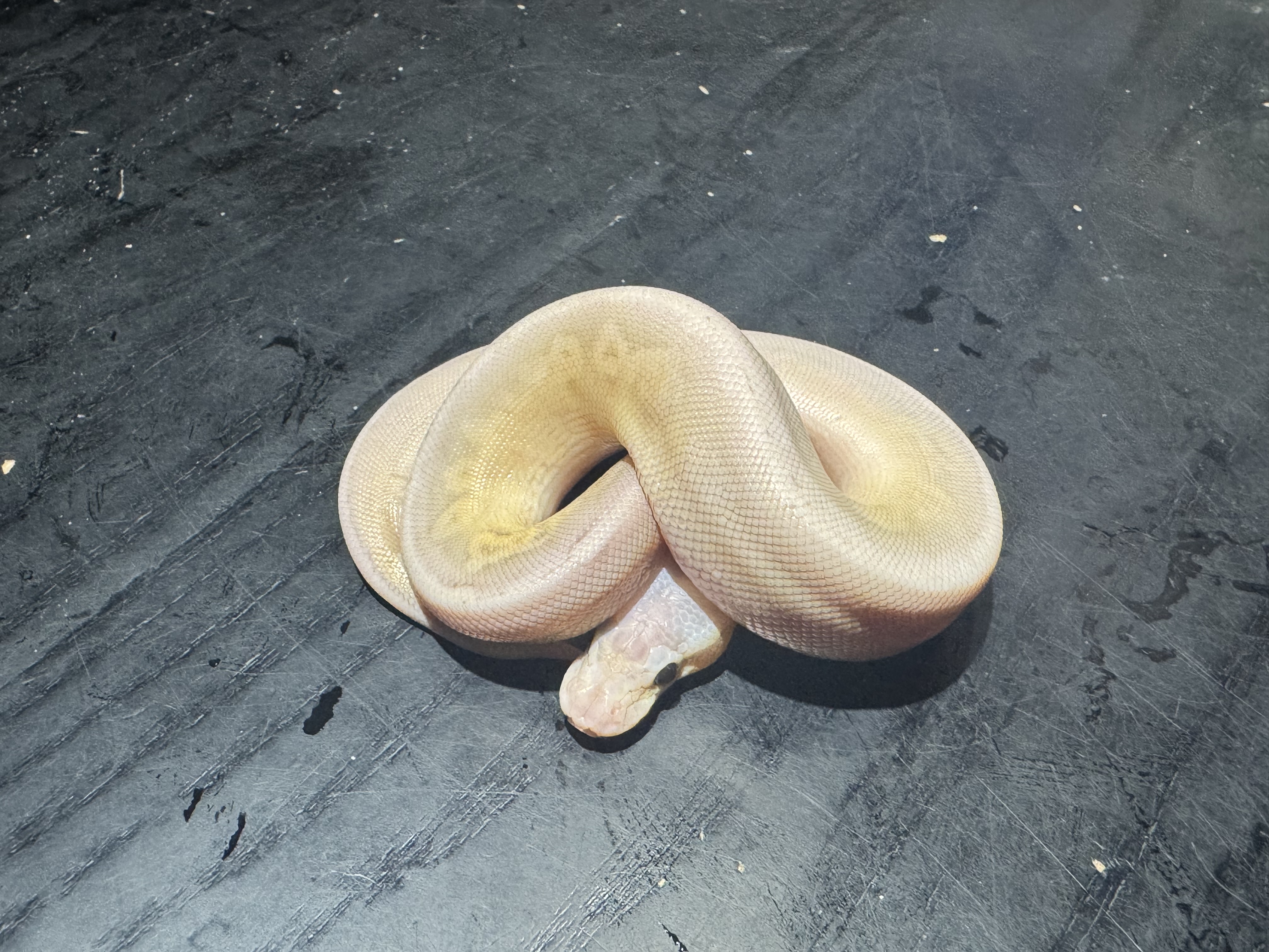 26 Super Pastel Cinnamon Banana het Genetic Stripe 1.0