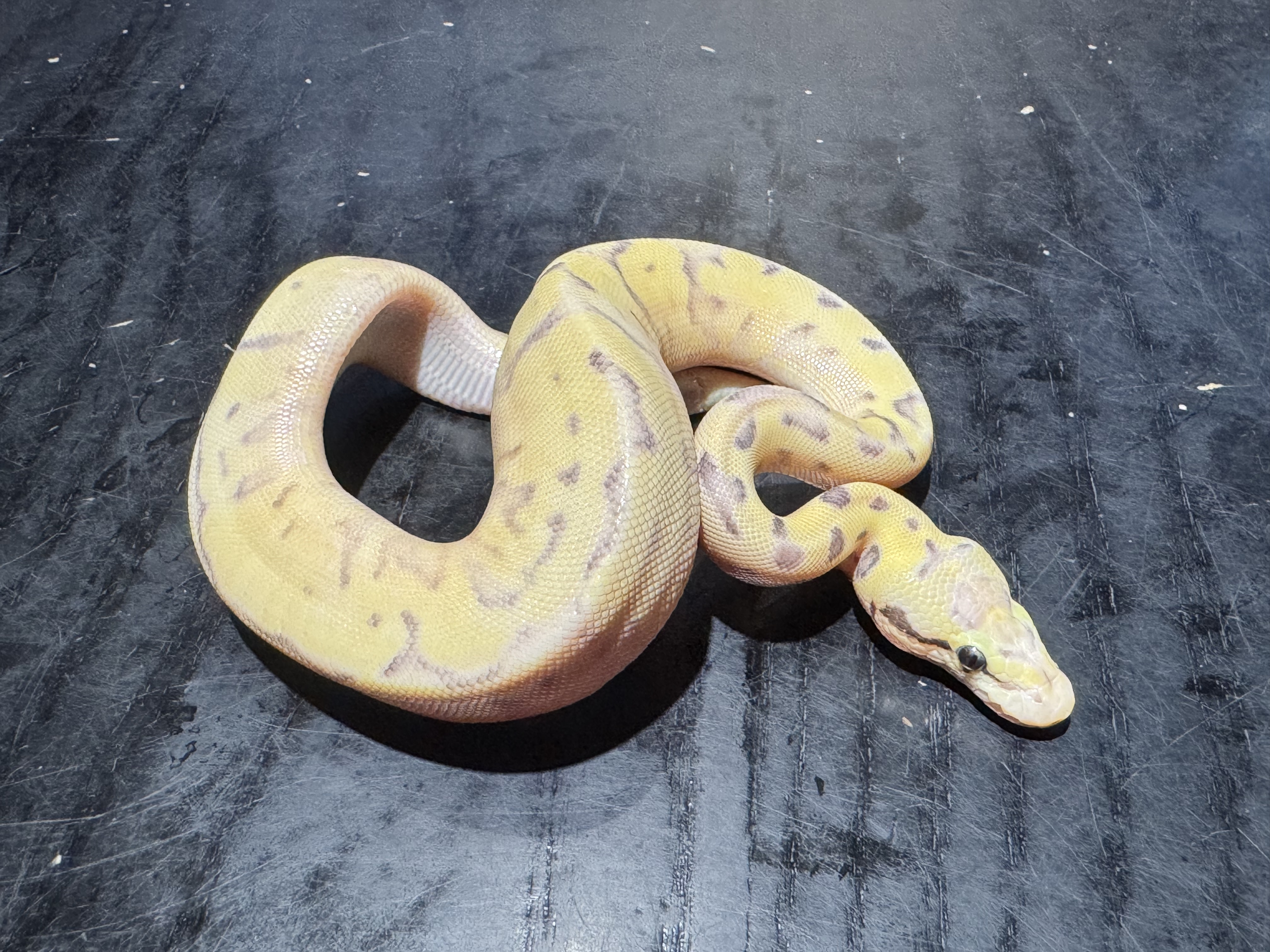 26 Pastel Fire Enchi Spider Yellow Belly het TSK Axanthic 50% het Pied 0.1