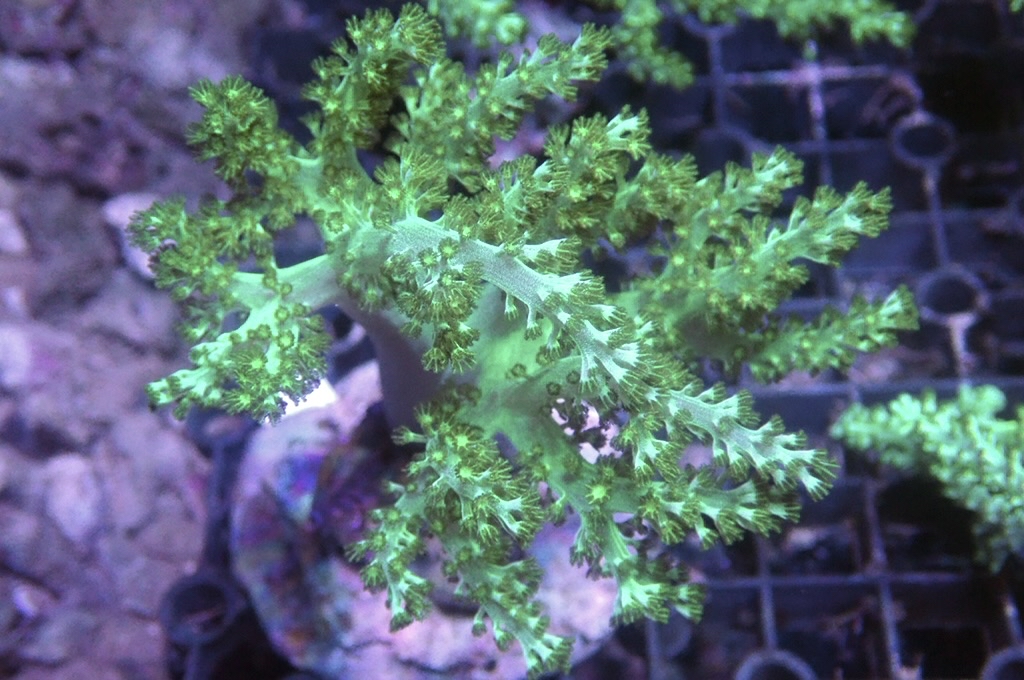 Tree 3 綠樹（開大約4.5吋高）