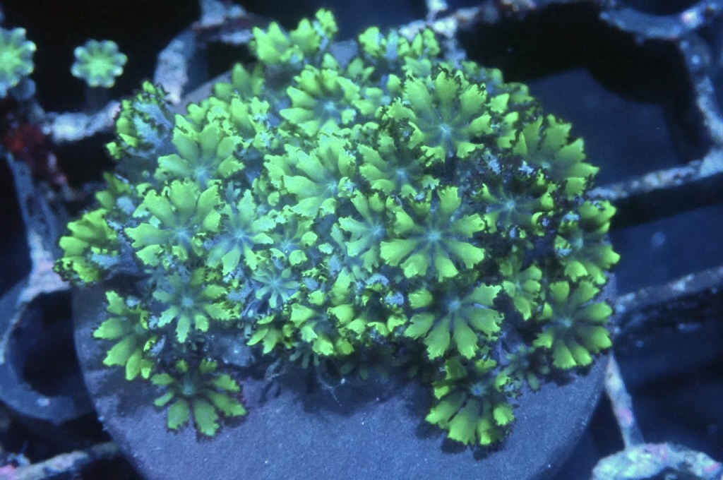 GB5 藍心綠手星花（frag座3.5cm)