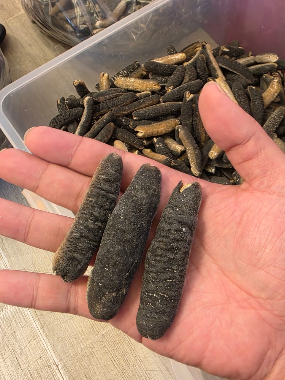 恒发‖ 40-50支 澳洲金山秃 Australia Gold Sea Cucumber 