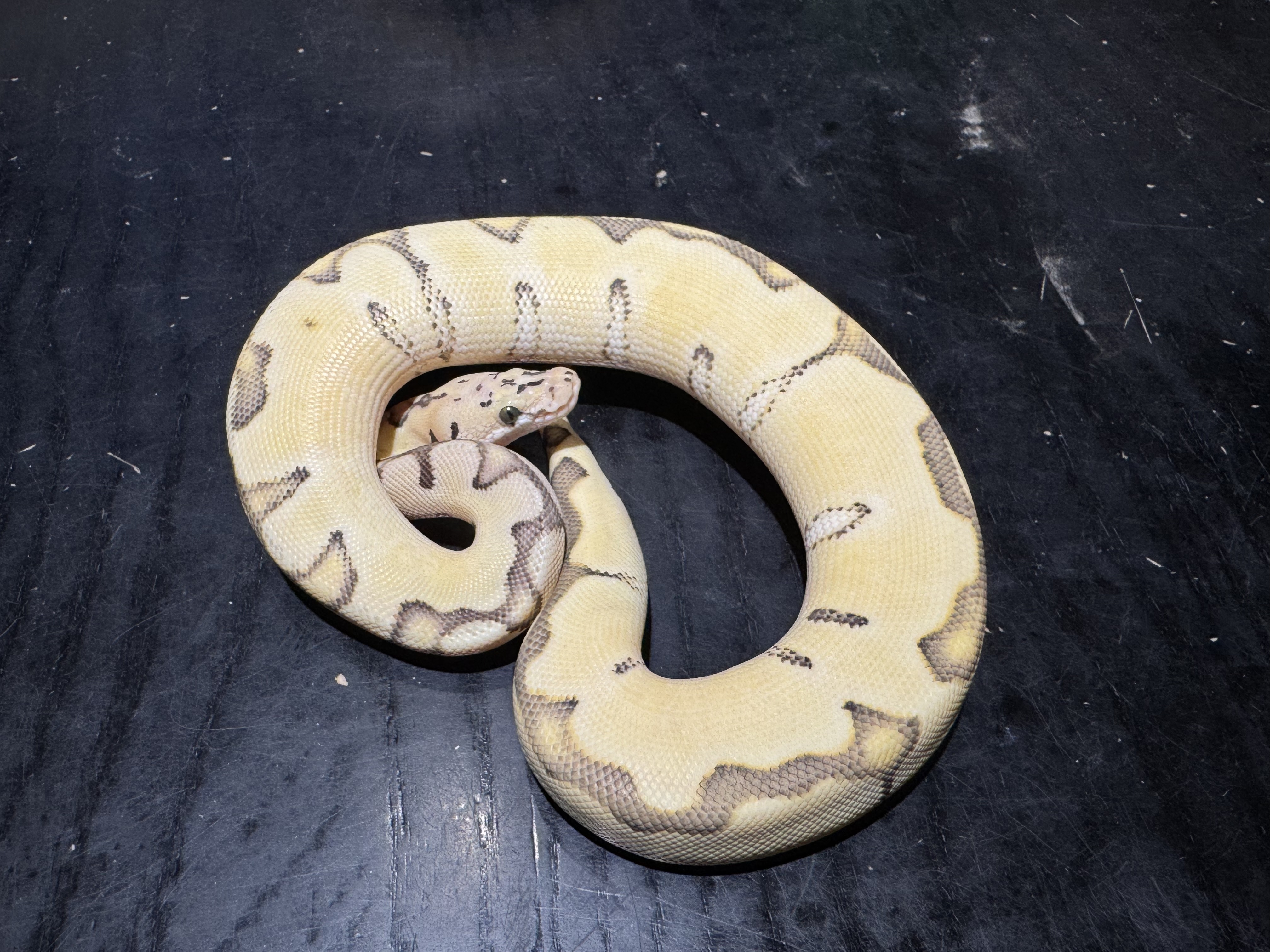 25 Pastel Enchi Desert Ghost Clown 1.0