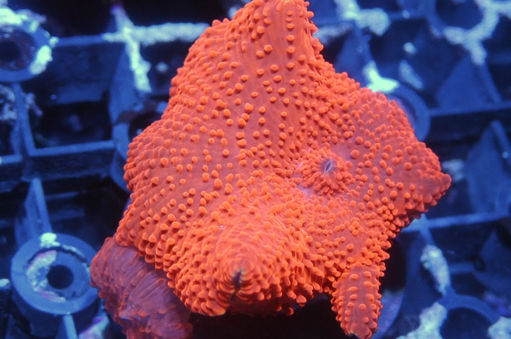 M4 螢光紅菇（frag座3.5cm)