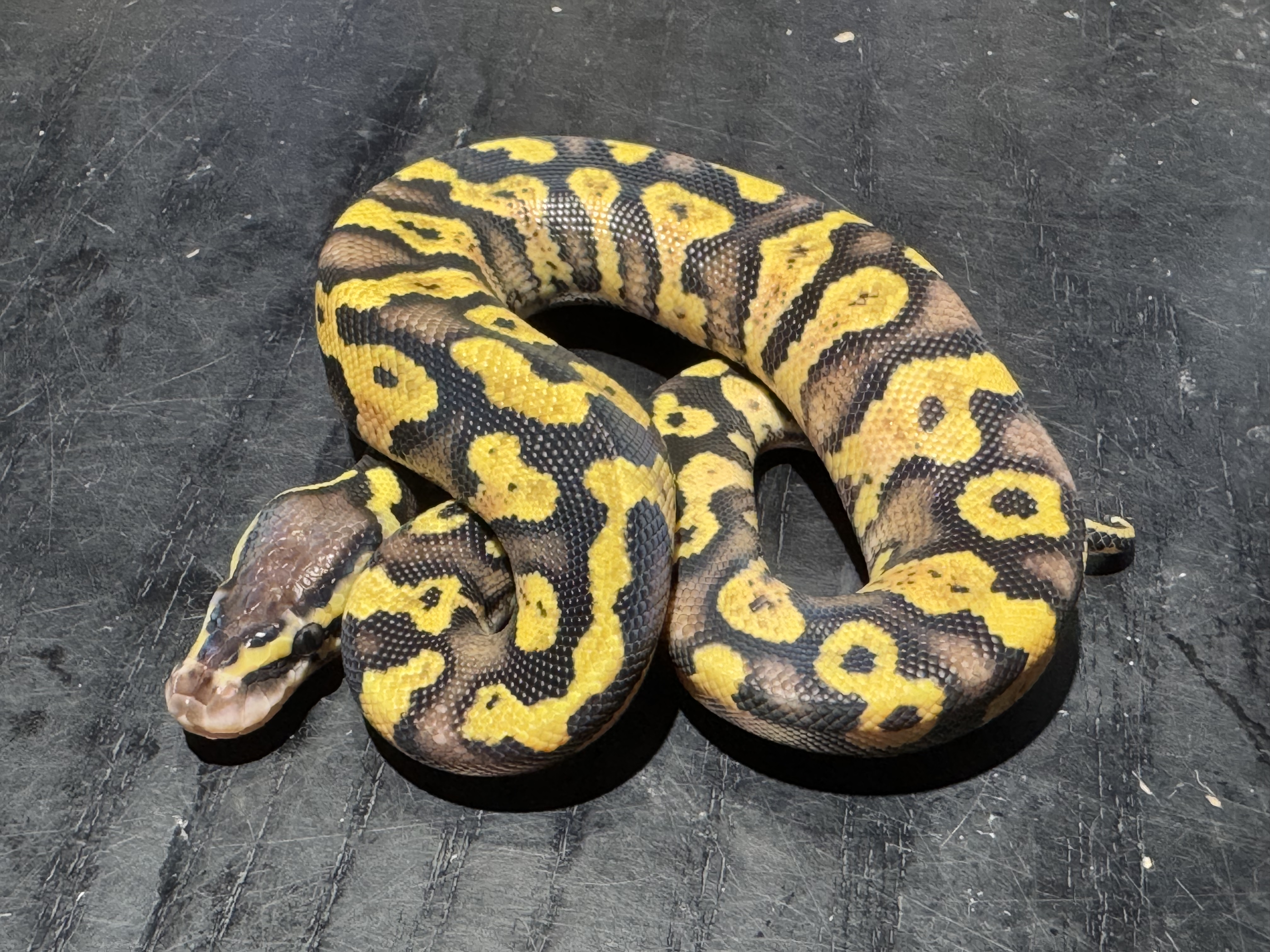 26 Pastel Yellow Belly or Asphalt 1.0