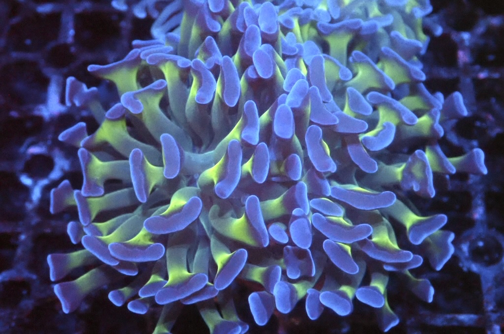 H16 雙色豬腰（開大約2.5吋）