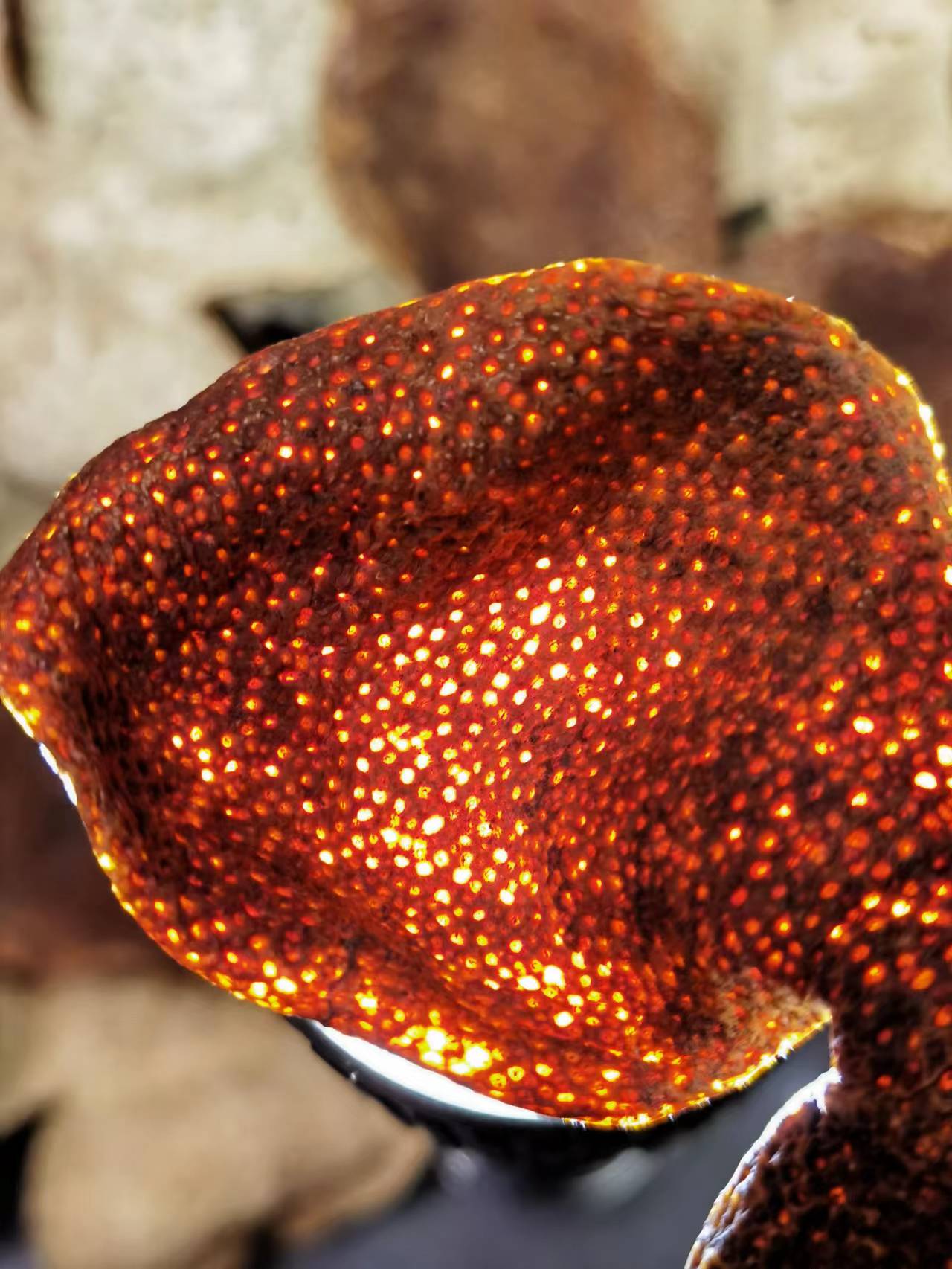 2015年 新會西甲大紅皮 - <有需要請聯絡我們 852-6329 6186>