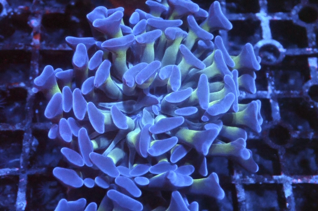 H14 雙色豬腰（開大約2.5吋）