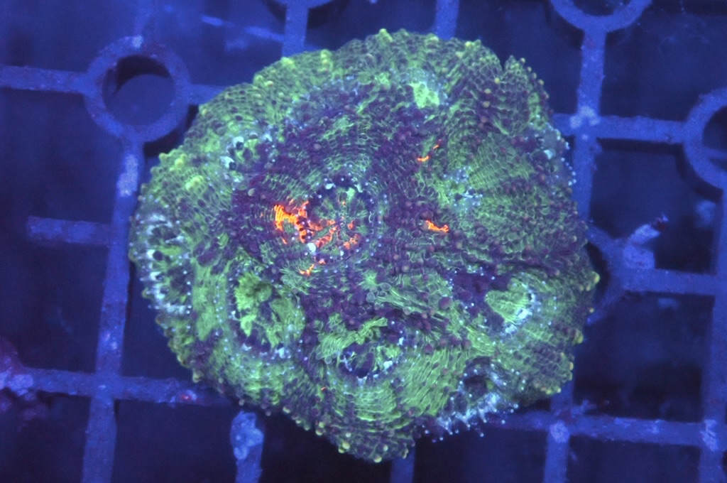 GG1 3色菊腦（開大約1.5吋）