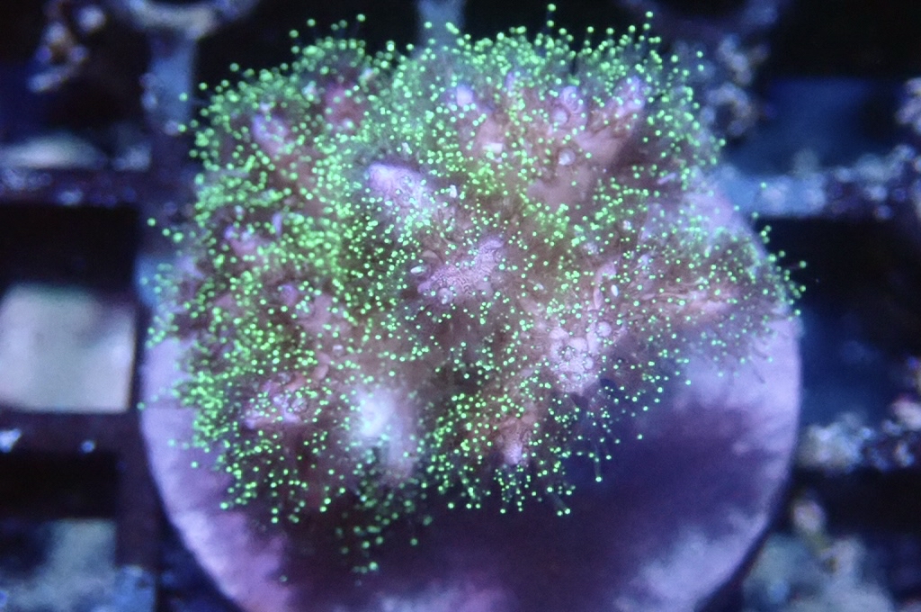 K2 光纖圖釘（FRAG座3.5CM）