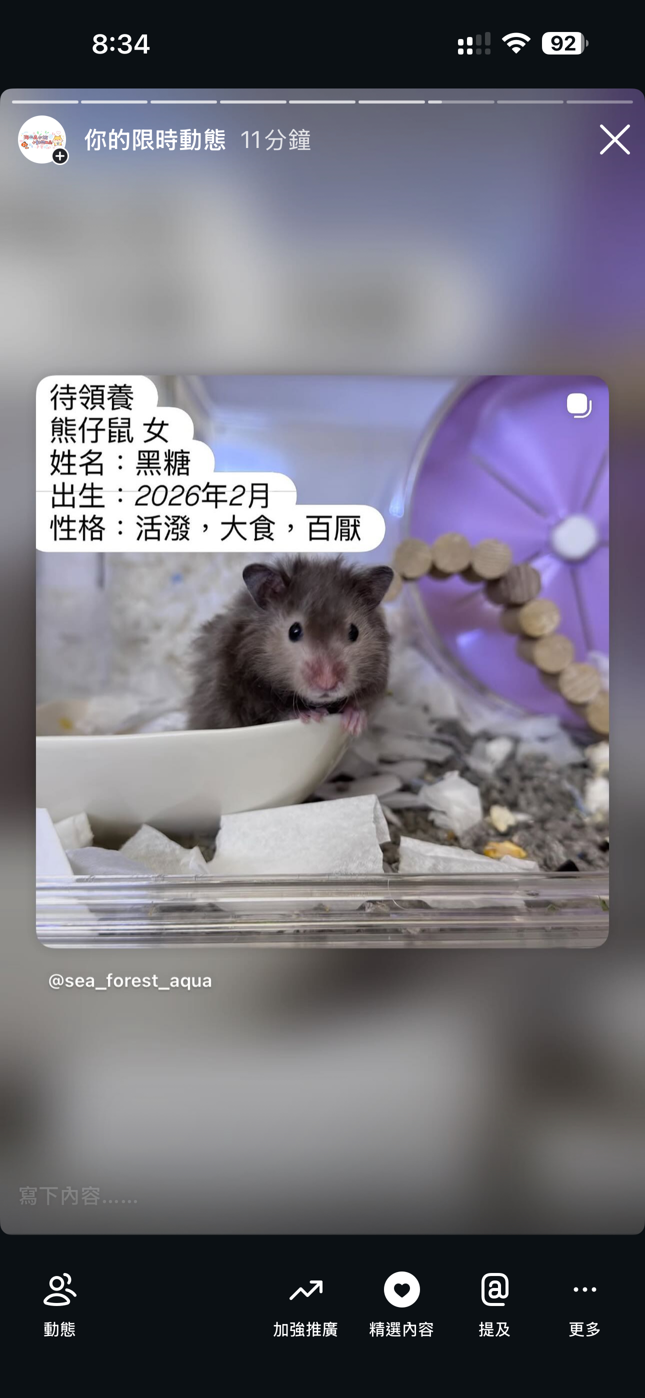 熊仔鼠/倉鼠領養🐹只限門市