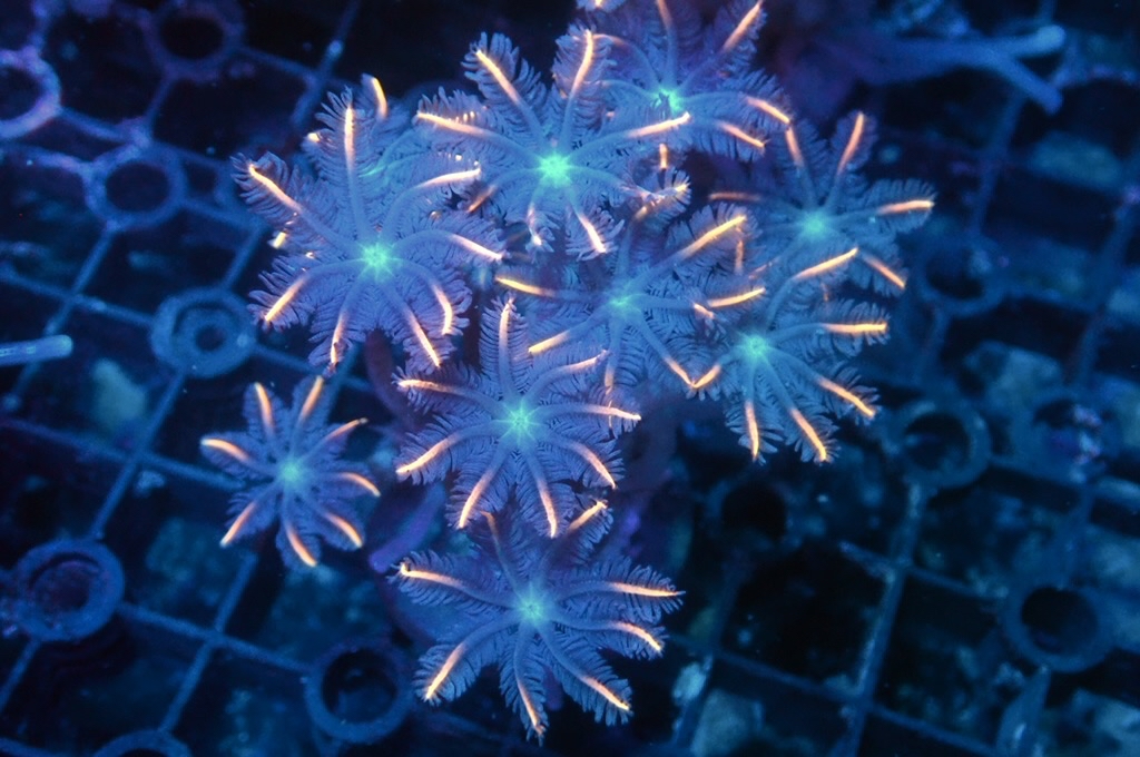 SF8 大手星花（開大約1.5吋）