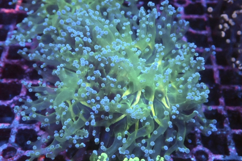 F11 啫喱（大約3.5吋）