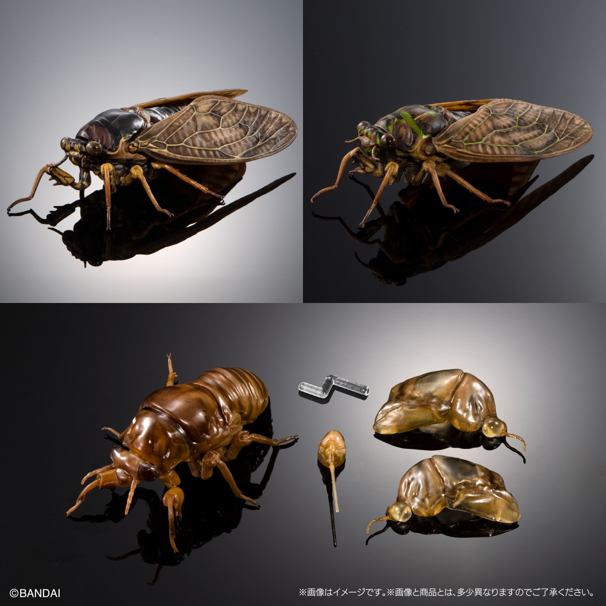 (預訂訂金 $100) (總價 $300) (Gashapon Online 限定) Bandai 生物大圖鑑 大棕色蟬 02 展示支架套裝 扭蛋 (行版) Cicada 02 Large Brown Cicada Display Stand Set