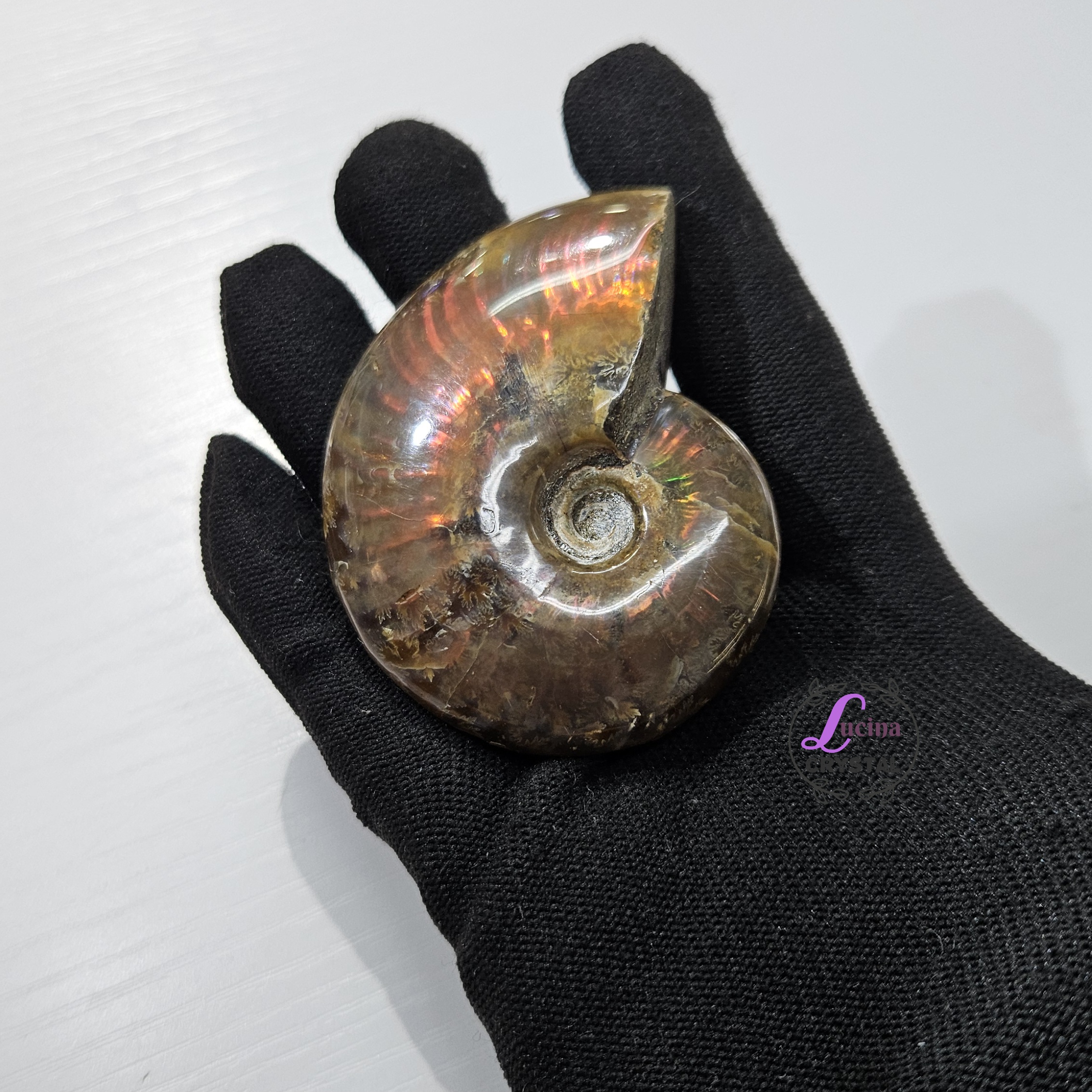 (Co#J332) 斑彩螺/Ammonite