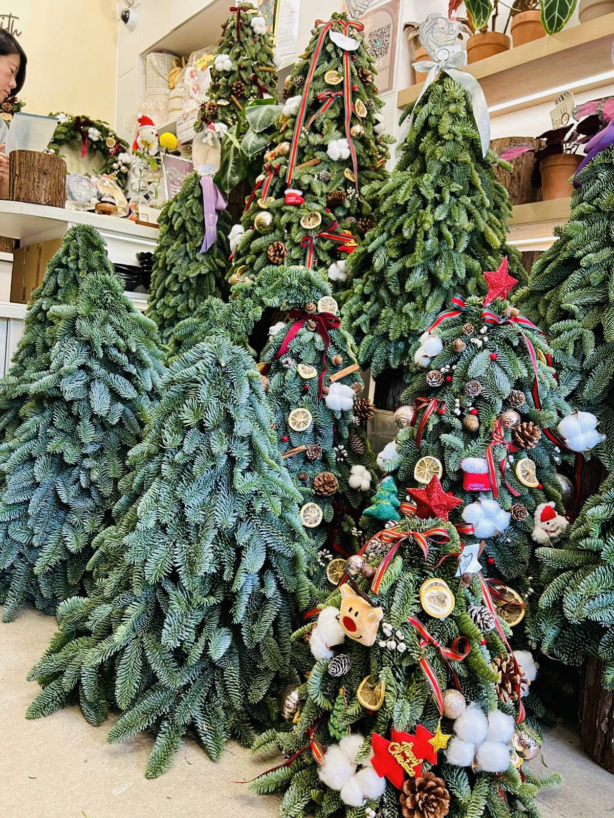 手工貴族松聖誕樹