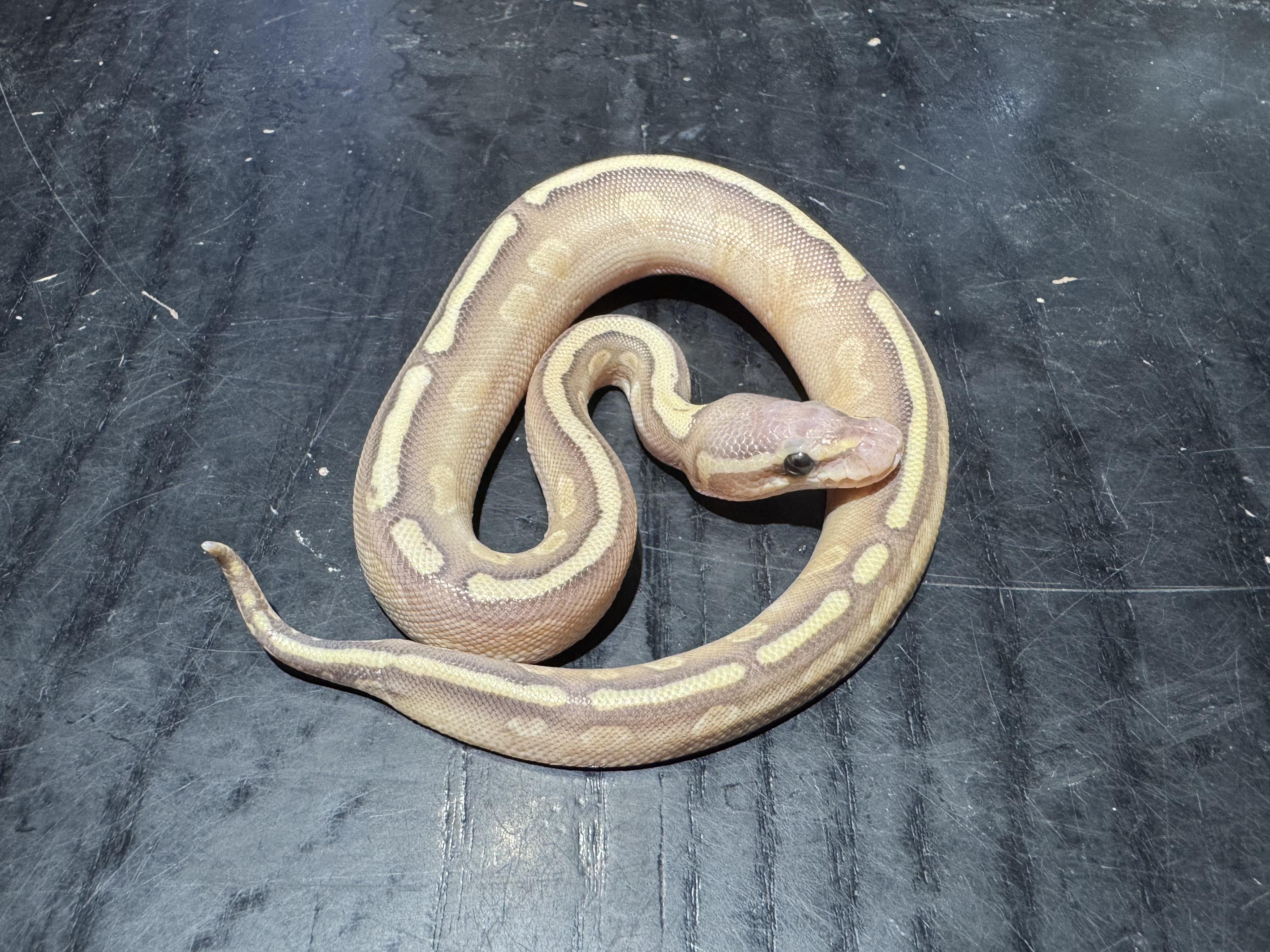 26 GHI Butter Banana het Clown 1.0